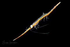Shrimp - Hippolytidae Family  - Juvenile Tozeuma serratum