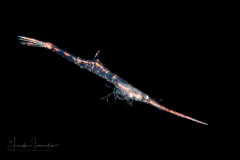Shrimp - Hippolytidae Family - Juvenile Tozeuma serratum