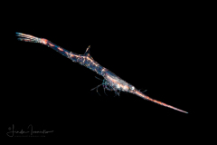 Shrimp - Hippolytidae Family - Juvenile Tozeuma serratum