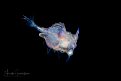 Shrimp Larva - Aristeidae Family - Cerataspis monstrosus