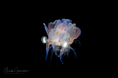 Shrimp Larva - Aristeidae Family - Cerataspis monstrosus