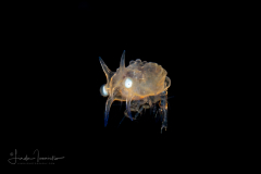 Shrimp Larva - Aristeidae Family - Cerataspis monstrosus