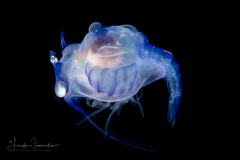 Shrimp Larva - Aristeidae Family - Cerataspis monstrosus