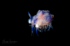 Shrimp Larva - Aristeidae Family - Cerataspis monstrosus
