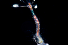 Shrimp Larva - Hippolytidae Family ?