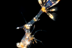Shrimp Larva -  Hippolytidae Family