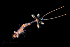 Shrimp Larva -  Hippolytidae Family