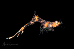 Shrimp Larva - Hippolytidae Family