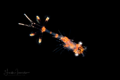 Shrimp Larva - Hippolytidae Family