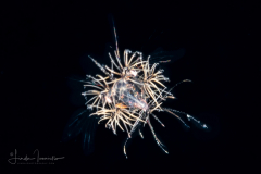 Shrimp  Elaphocaris Larva - Sergestidae Family