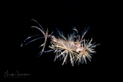Shrimp  Elaphocaris Larva - Sergestidae Family