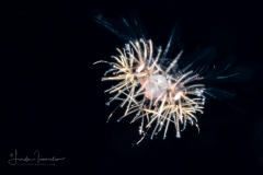 Shrimp  Elaphocaris Larva - Sergestidae Family