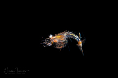 Shrimp Larva - Solenoceridae Family