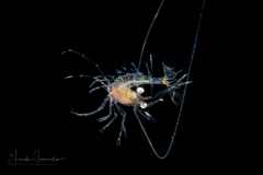 Shrimp Larva - Solenoceridae Family