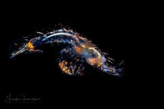 Shrimp Larva - Solenoceridae Family