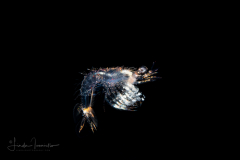 Shrimp Larva - Solenoceridae Family