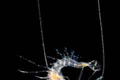 Shrimp Larva - Solenoceridae Family