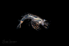 Shrimp Larva - Solenoceridae Family