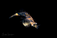 Shrimp Larva - Solenoceridae Family