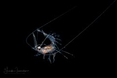 Shrimp Larva - Solenoceridae Family