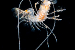 Shrimp Larva - Solenoceridae Family