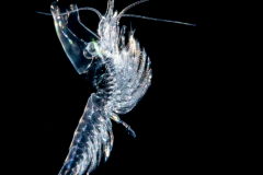 Shrimp - Molting