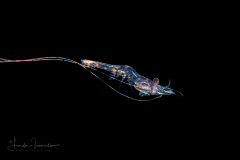 Shrimp - Palaemonidae Family