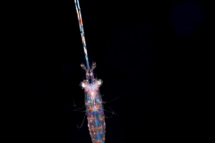 Shrimp - Palaemonidae Family