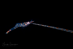 Shrimp - Palaemonidae Family