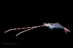 Shrimp - Palaemonidae Family
