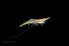 Shrimp - Palaemonidae Family - Leander sp.