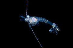 Shrimp - Possibly Nematocarcinidae Family - Nematocarcinus sp.