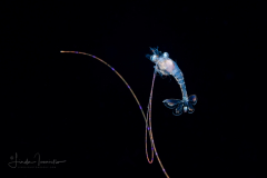 Shrimp - Possibly Nematocarcinidae Family - Nematocarcinus sp.