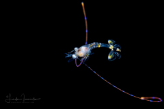 Shrimp - Possibly Nematocarcinidae Family - Nematocarcinus sp.