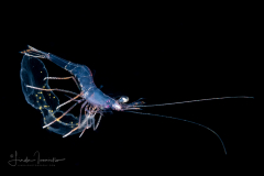 Shrimp - Probably Pandaloidea Superfamily - Riding on Corolla spectabilis Wings