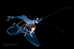 Shrimp - Probably Pandaloidea Superfamily - Riding on Corolla spectabilis remains