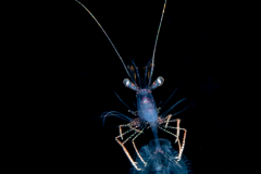Shrimp Riding on an Acorn Worm Larva - Tornaria larva of a hemichordate worm