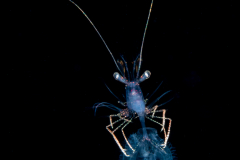 Shrimp - Probably Pandaloidea Superfamily - Riding on an Acorn Worm Larva - Tornaria larva of a hemichordate worm