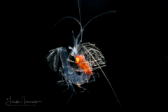 Shrimp - Sergestidae Family
