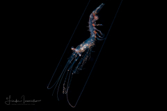 Shrimp - Sergestidae Family