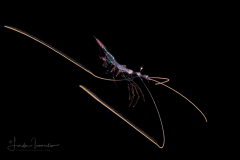 Shrimp - Sergestidae Family