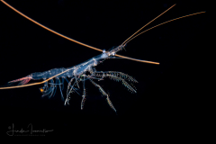 Shrimp - Sergestidae Family