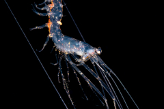 Shrimp - Sergestidae Family