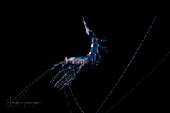 Shrimp - Sergestidae Family
