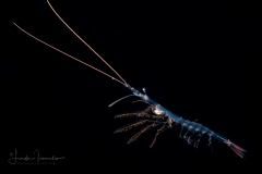 Shrimp - Sergestidae Family