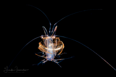 Shrimp - Sergestidae Family
