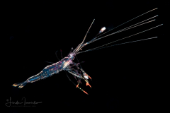 Shrimp - With eyes on long stalks - Possibly Ogyrididae Family or Acetes Genus
