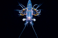 Shrimp Zoea - Decapoda - Caridea