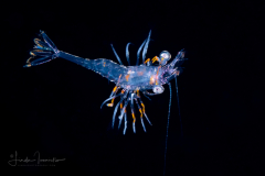 Shrimp Zoea - Decapoda - Caridea