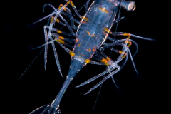 Shrimp Zoea - Decapoda - Caridea